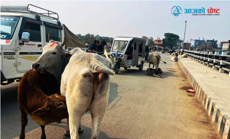 बुटवलका सडकभरी छाडा चौपाया, रमिते स्थानीय सरकार !